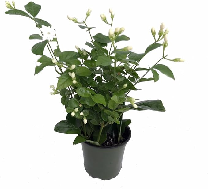Ohio Grown Arabian Tea Jasmine Plant - Maid of Orleans - 4" Pot