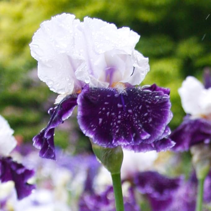 Let's Romp Bearded Iris Flower Bulbs - 1 Rhizome per Pack - Pleasantly Scented - Deer Resistant - Good as Cut Flowers - Naturalizing - Perennializing
