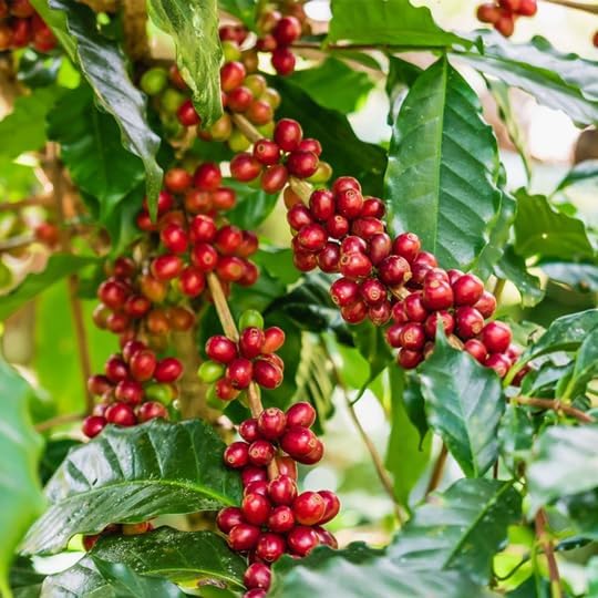 Coffee Plant Arabica Real Live Plant for Sale (12 Pack) | Coffee Lover's Dream | Easy to Grow Live for Planting | Grow Your Own Food on Your Edible Organic Garden |