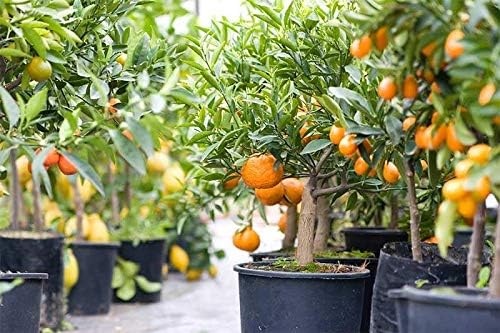 Citrus Tree Potting Soil Mix, Special Blend for Indoor Oranges, Lemons, Limes and More - (3 Quart Bag)