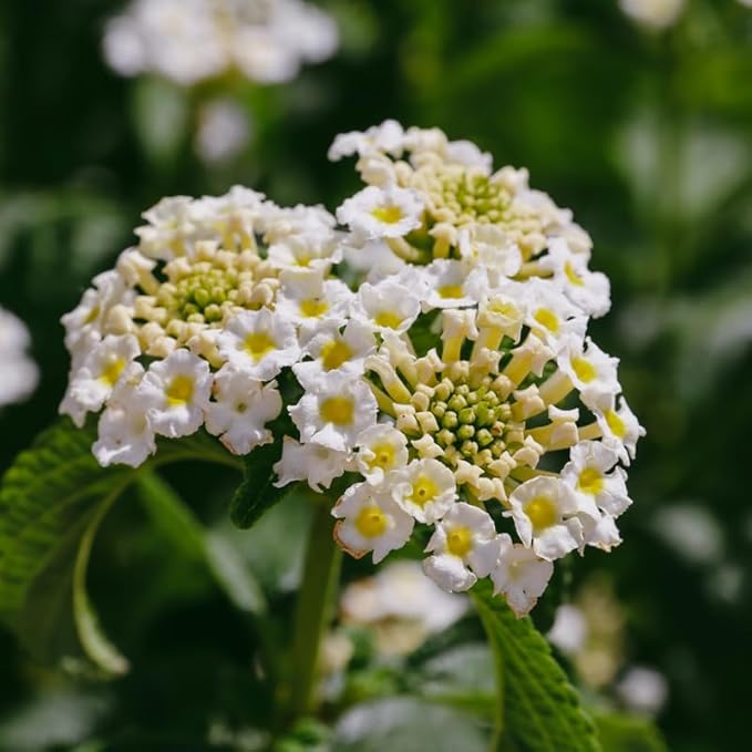 Pack 2 Lantana Live Plants Well Rooted, White Blooms Perennial, Lantana Shrub Starter 4-8 Inches