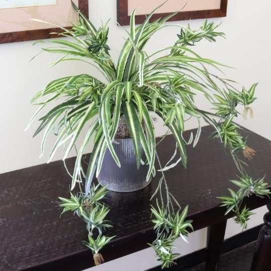 Spider Plant (1, 30 Inches)