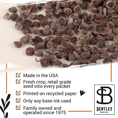 Bentley Seed Co. | Memorial Vintage Gift | Non-GMO, Non-Coated Blue Flax Seed Packets | Memorial & Funeral Keepsake | Linum Lewisii