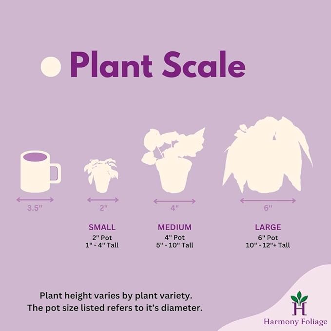 BubbleBlooms Harmony's Begonia Rex Assortment, Warm Summer Colors in a 4 inch Pot Set of 5