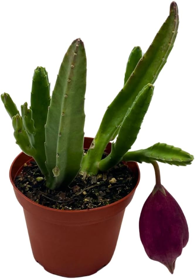 BubbleBlooms Stapelia leendertziae Black Bell Huernia in a 4 inch Pot Carrion Flower Maroon Cup Starfish
