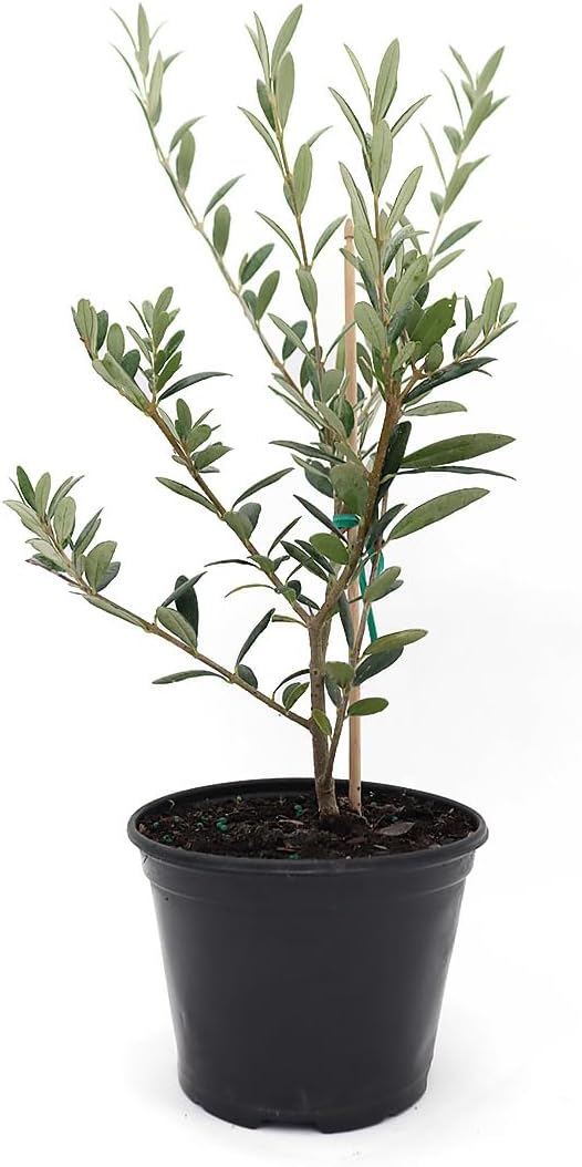American Plant Exchange Arbequina Olive Tree – Live 5-Inch Pot, Fruit Bearing Tree, Cold Hardy Edible Variety for Containers, Patios, and Mediterranean-Inspired Gardens