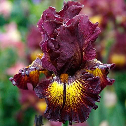 Devil's Playground Bearded Iris Flower Bulb - Attracts Butterflies and Hummingbirds - Deer Resistant - Good as Cut Flowers - Naturalizing - Perennializing - Easy to Grow Live Plants - Outdoor Garden