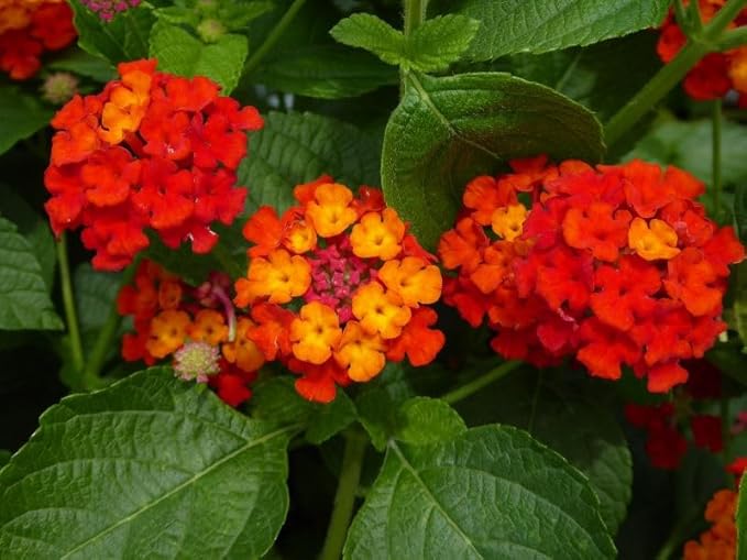 Lantana Plants Live - Dallas Red Pack of 3 Lantana Live Plants for Planting - 4-6 Inches Tall - Attracts Butterflies, Perfect for Containers, Low Maintenance
