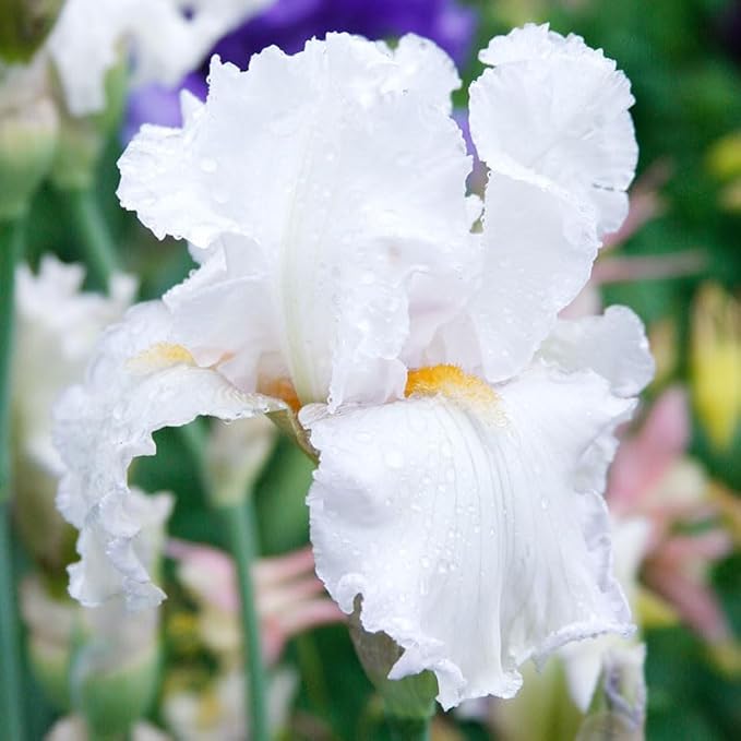 Winterfest Bearded Iris Flower Bulbs - 1 Rhizome per Pack - Attracts Butterflies and Hummingbirds - Deer Resistant - Good as Cut Flowers - Naturalizing - Perennializing