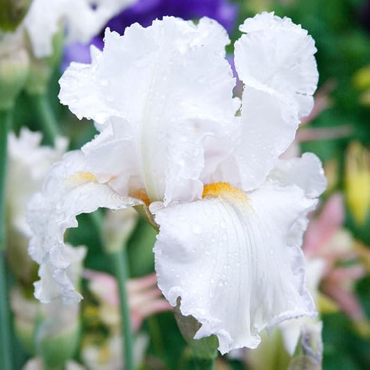 Winterfest Bearded Iris Flower Bulbs - 1 Rhizome per Pack - Attracts Butterflies and Hummingbirds - Deer Resistant - Good as Cut Flowers - Naturalizing - Perennializing