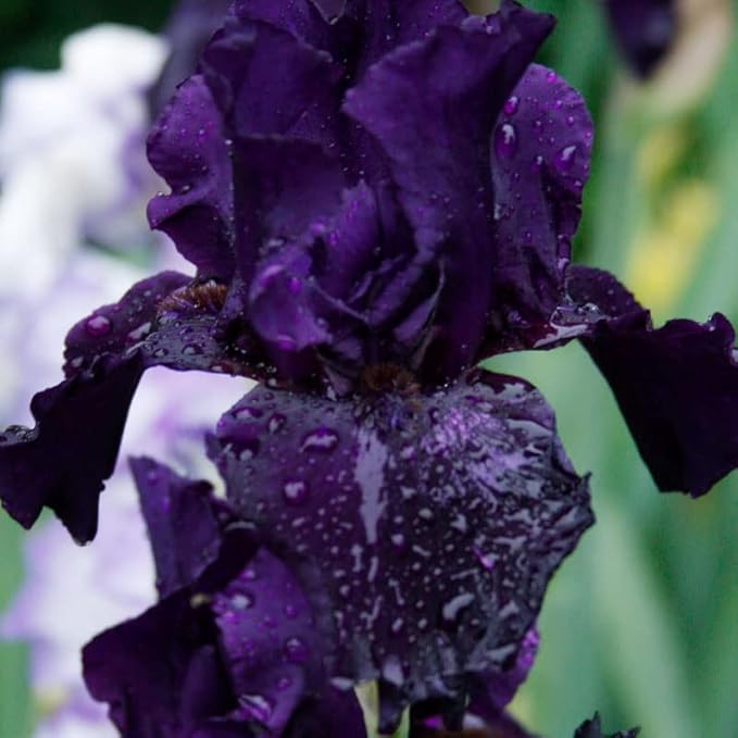 Anvil of Darkness Bearded Iris Flower Bulbs - 1 Rhizome per Pack - Attracts Butterflies and Hummingbirds - Deer Resistant - Good as Cut Flowers - Naturalizing - Perennializing