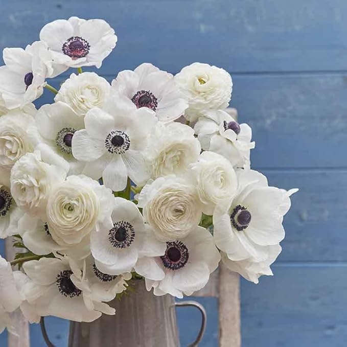 Eden Brothers Anemone & Ranunculus Bulbs - Moonlight Mix