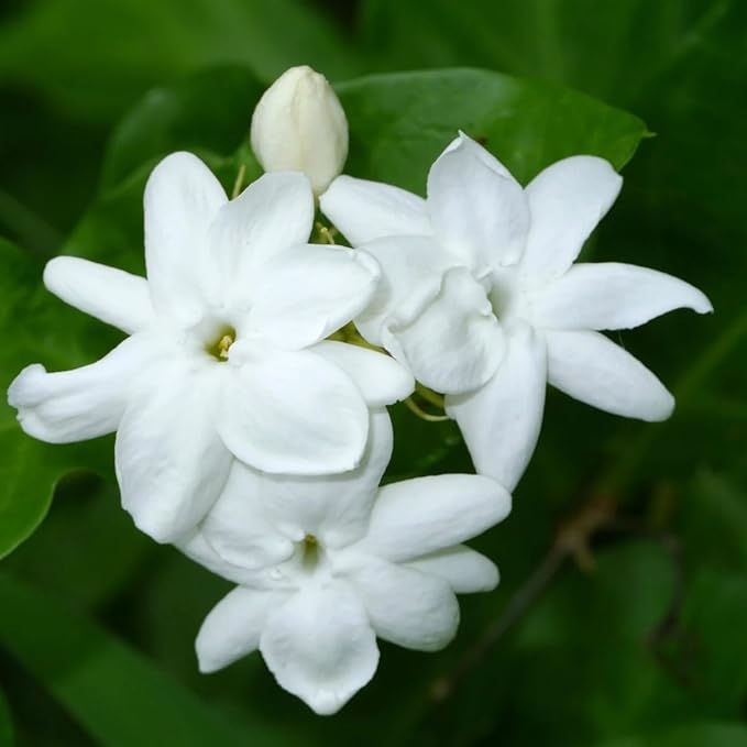Arabian Jasmine (Jasminum Sambac) - Live, Fragrant, Blooming, Indoor/Outdoor Decorative Plant (4 Arab jas sacs)