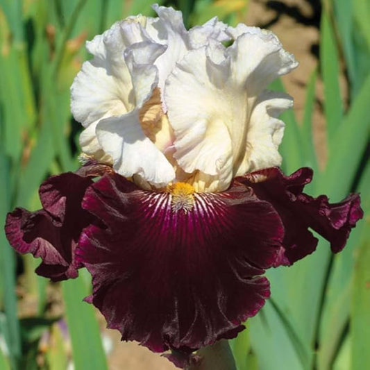 Twist of Sheree Reblooming Bearded Iris Flower Bulb - Attracts Butterflies and Hummingbirds - Deer Resistant - Good as Cut Flowers - Easy to Grow Live Plants - Outdoor Garden