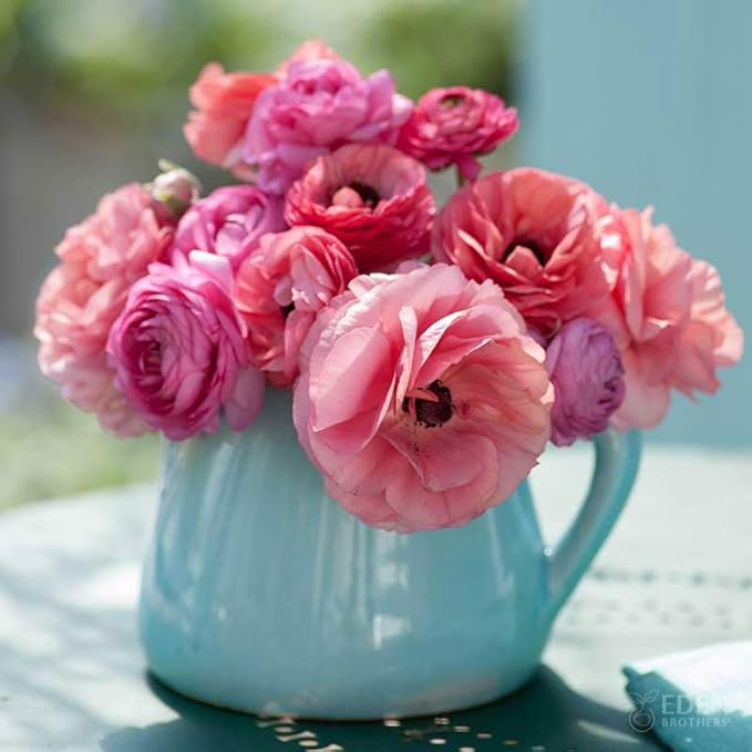 Eden Brothers Ranunculus Bulbs - Pink Chiffon Mix