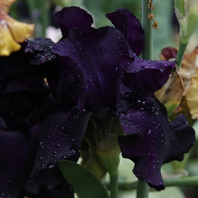 Anvil of Darkness Bearded Iris Flower Bulbs - 1 Rhizome per Pack - Attracts Butterflies and Hummingbirds - Deer Resistant - Good as Cut Flowers - Naturalizing - Perennializing