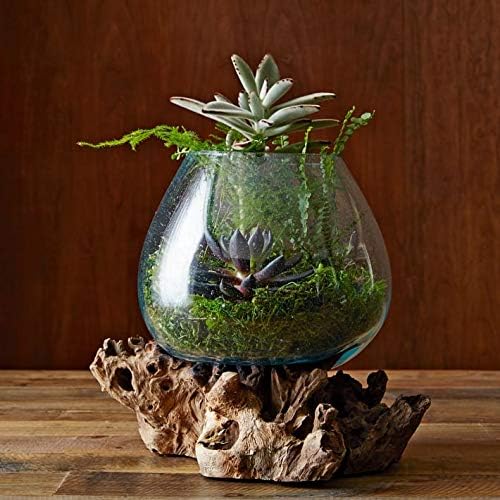 OMA Molten Glass on Driftwood – Hand Blown Vase, Terrarium, or Planter Centerpiece for Coastal & Boho Home Décor (7" – 9" High)