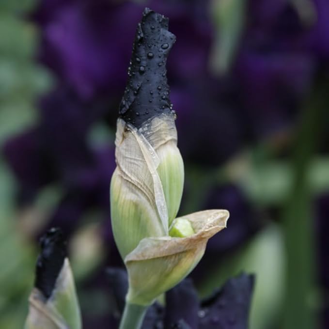 Anvil of Darkness Bearded Iris Flower Bulbs - 1 Rhizome per Pack - Attracts Butterflies and Hummingbirds - Deer Resistant - Good as Cut Flowers - Naturalizing - Perennializing