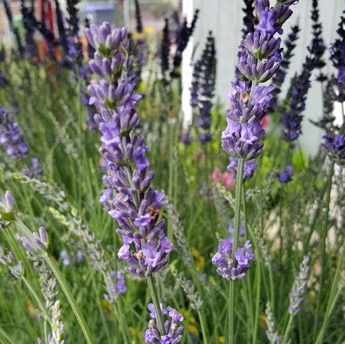 L+ Findlavender Lavender x Intermedia Phenomenal (4" Size Pots, Bee Friendly, Evergreen, 8 Live Plants)