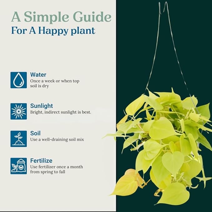 Neon Pothos Live Plant - Trailing House Plants, Hanging Plants Live Houseplants, Vibrant Green Leaf Live Plants, Pothos Live Houseplants