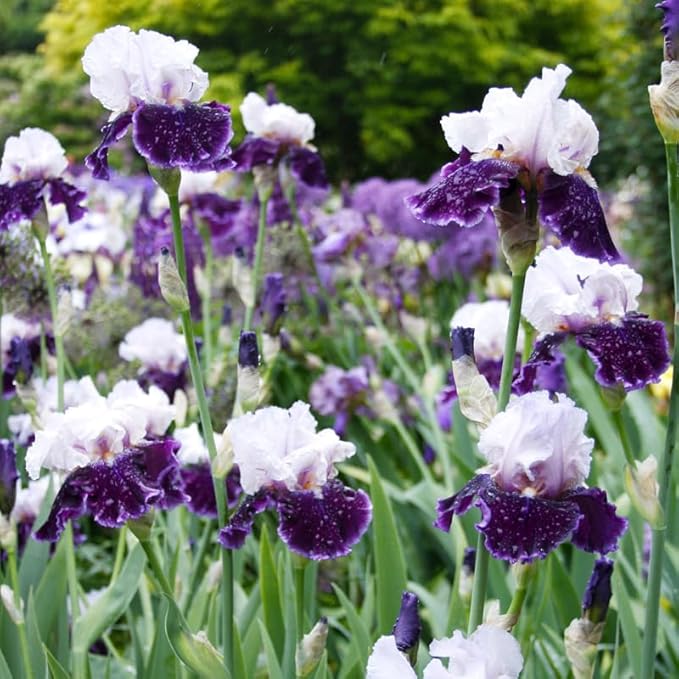 Let's Romp Bearded Iris Flower Bulbs - 1 Rhizome per Pack - Pleasantly Scented - Deer Resistant - Good as Cut Flowers - Naturalizing - Perennializing