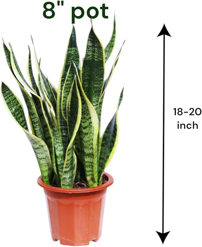 Snake Plants (Live & Rooted) 4/6/8" - Mother in Law Tongue - Sansevieria Laurentii Indoor Live Houseplant Gift Air Purifying - Low Light (4")