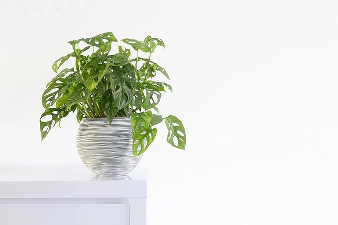 Shop Succulents Monstera Adansonii Hanging Plant, Live Indoor Plant, Easy Care Hanging Swiss Cheese Houseplant in Nursery Pot, Air Purifying Plant in Soil, Housewarming, Home Décor, 6" Pot