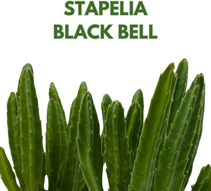 BubbleBlooms Stapelia leendertziae Black Bell Huernia in a 4 inch Pot Carrion Flower Maroon Cup Starfish