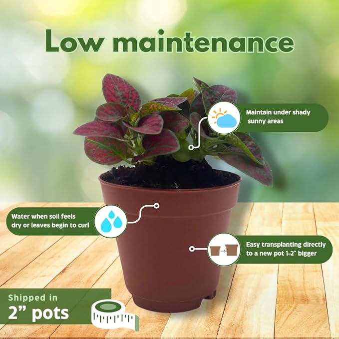 BubbleBlooms Red Hypoestes phyllostachya 2 inch Set of 3 Flamingo Polka Dot Plant Tiny Mini Pixie Plants