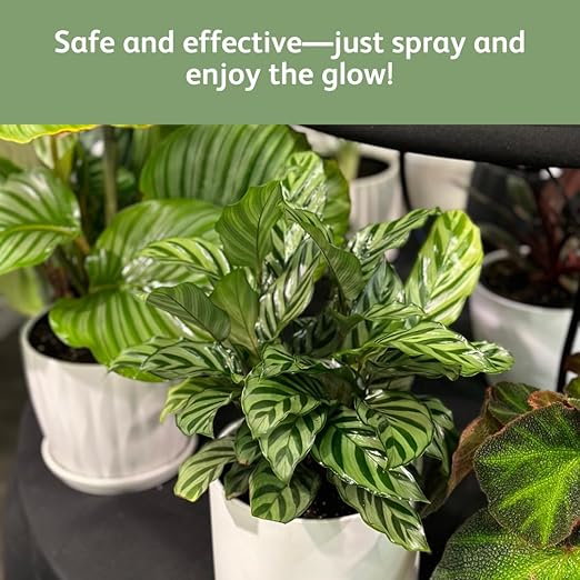 Chrysal Leaf Shine Spray for Indoor Plants (25 Ounce 1 Pack)