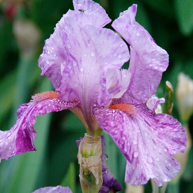 Mean Streak Bearded Iris x Germanica Flower Bulb - Deer Resistant - Good as Cut Flowers - Naturalizing - Perennializing - Easy to Grow Live Plants - Outdoor Garden