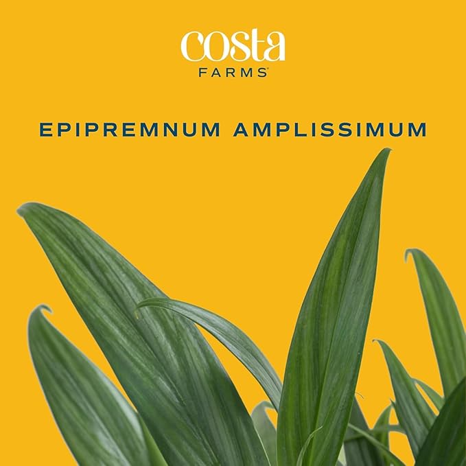 Costa Farms Silver Streak Pothos Live Plant in Self Watering Pot, Air Purifying Indoor Houseplant, Perfect for Home, Room, or Office Decor, Great House Warming or Birthday Gift, 10-16 Inches Tall