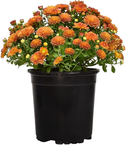 1G Bronze Mum Plant, Chrysanthemum Flowers Gardening Fall Decor, Mums Plants Live, Fall Decorations Outdoor, Housewarming Gift Ideas, Real Live Plants Indoor Plants Live Houseplants By Plants for Pets