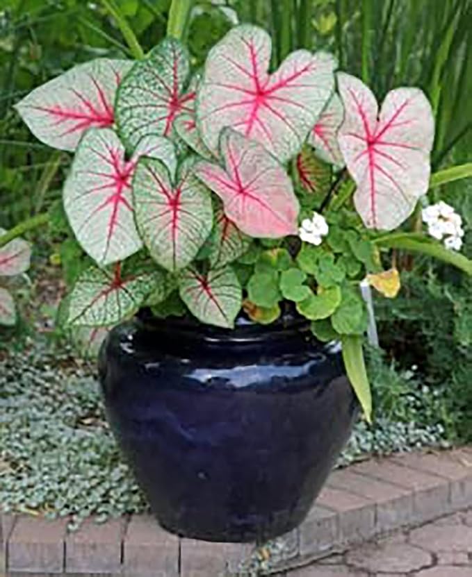 Kathleen Caladium Bulbs - Large Size Root - Elegant Green and White Foliage - Hardy in Zones 9-11 - Ideal for Gardens and Containers