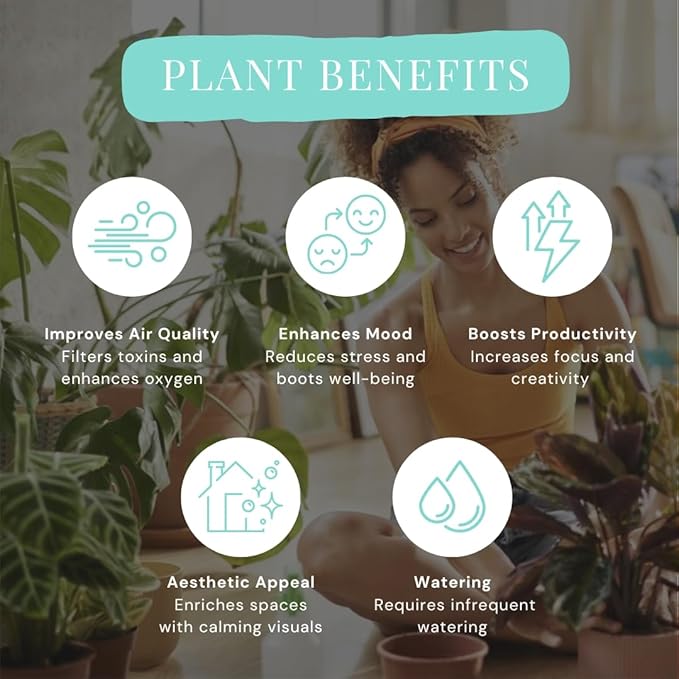 CoollectivePlants Easy to Grow Sansevieria Collection – Live Snake Plants in 2″ Growers Pot, Low-Maintenance Air-Purifying Houseplants, Real Snake Plant Gift Set (24 Pack)