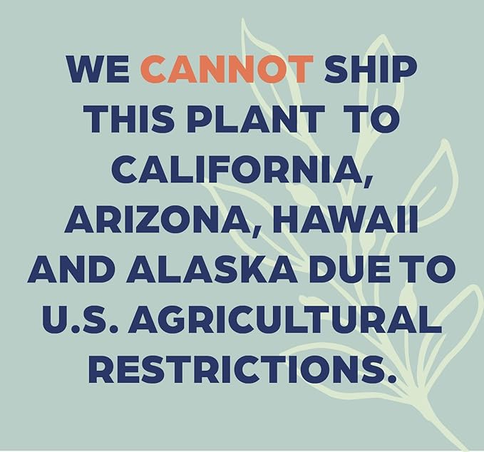 Ginger Curcuma Torch Plant, Live Outdoor Plant, Rare Plant Collection, 2-3 Feet Tall, in Nursery Plant Pot