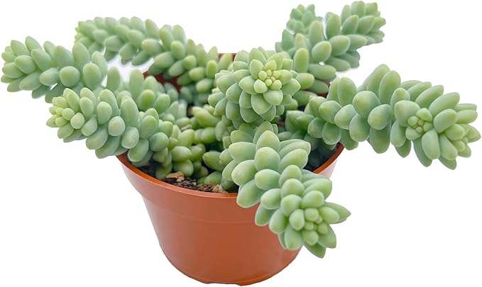 Live Succulents Donkey Tails (4-inch), Succulent Plants Fully Rooted in Pots with Soil, Easy-Care House Plant for DIY, Home Office Decor, Wedding Party Favor