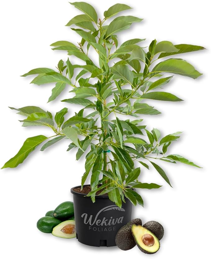 Super HASS Avocado Tree - Grafted - Live Plant in a 3 Gallon Growers Pot - Persea Americana - Beautiful Edible Fruit Bearing Tree for Patio and Garden