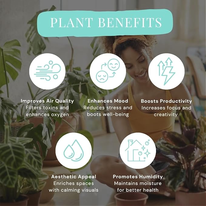 Philodendron Collection 4" Pot, Grower's Pick, Indoor Plants, Easy Care Houseplant, Starter Plant, Live Indoor, Easy to Grow - Beginner Plant by CoollectivePlants (8 Pack)