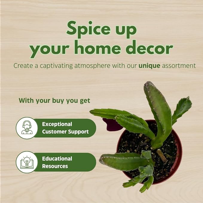 BubbleBlooms Stapelia leendertziae Black Bell Huernia in a 4 inch Pot Carrion Flower Maroon Cup Starfish