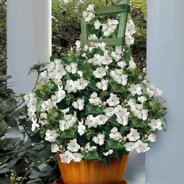 Arabian Jasmine (Jasminum Sambac) - Live, Fragrant, Blooming, Indoor/Outdoor Decorative Plant (4 Arab jas Cups)