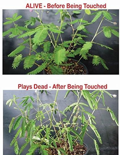 Zombie Plant Greenhouse Grow KIT - Touch It and It Plays Dead! Unique Nature Kit- Grow a House Plant That Plays Dead When You Touch It! Comes Back to Life in Minute. Fun STEM and Classroom Activity!