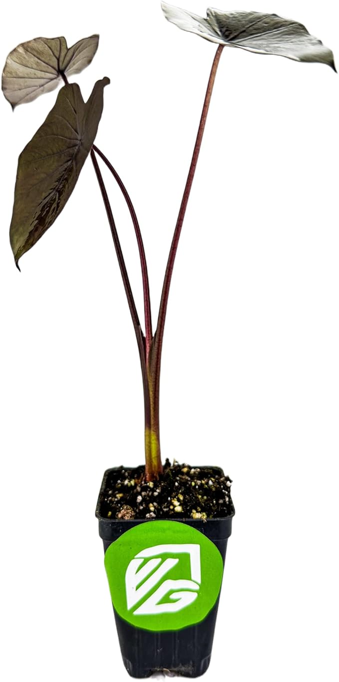 Black Ruffles Elephant Ear Live Plant - Colocasia esculenta by Wellspring Gardens - Indoor/Outdoor - Partial Shade - Spring Planting - Sandy Soil - Heart-Shaped Leaves - Massive Growth - Water-Loving