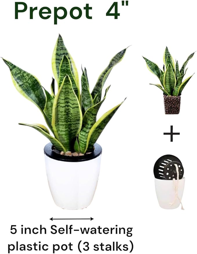 Snake Plants (Live & Rooted) 4/6/8" - Mother in Law Tongue - Sansevieria Laurentii Indoor Live Houseplant Gift Air Purifying - Low Light (8")
