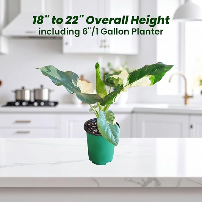 Alocasia Appaloosa Gold Live Plant – Rare Alocasia Macrorrhiza with Variegated Foliage – Tropical Indoor Plant Fresh from Florida Nursery – Unique Elephant Ear Houseplant for Home Décor