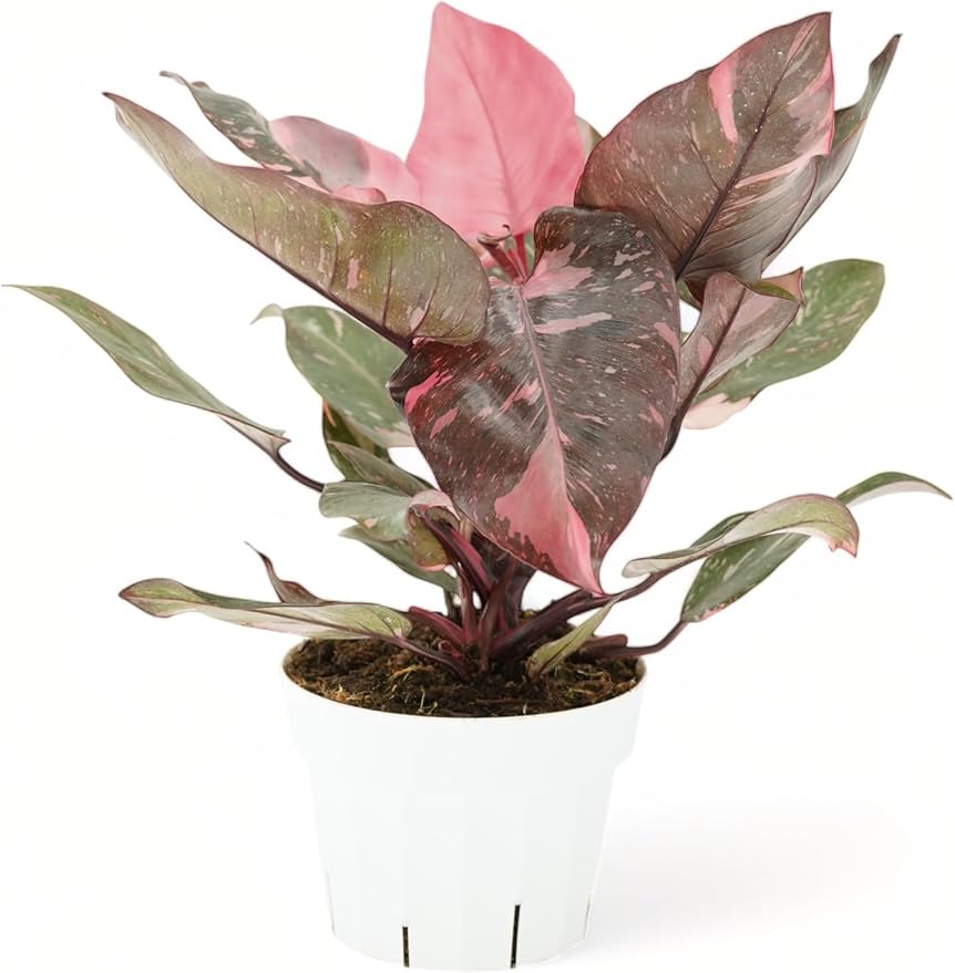 Philodendron Princess Package - Two Live Plants - Indoor Houseplants - Philodendron Pink Princess, White Princess, Elegant Plants Live Houseplants