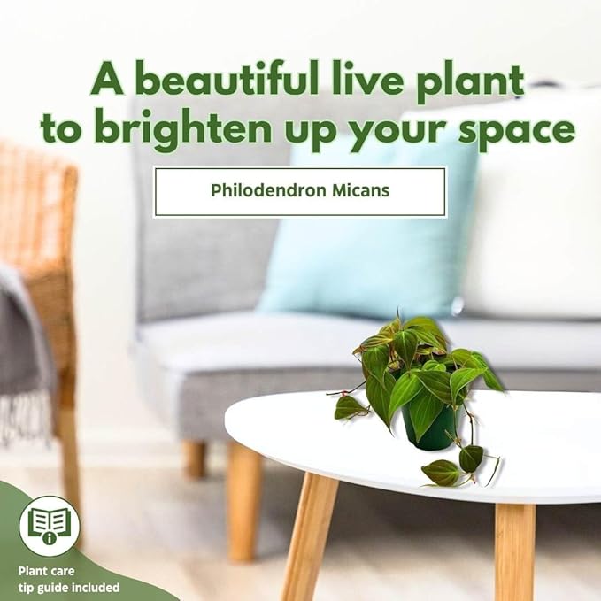 BubbleBlooms Philodendron Micans Hederaceum in a 4 inch Pot Heart-Leaf Philo, Sweetheart Plant