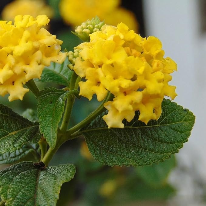 Lantana Plants Live - Yellow Lantana Lola Pack of 3 Live Plants for Planting - 4-6 Inches Tall - Attracts Butterflies, Perfect for Containers & Garden Beds, Low Maintenance
