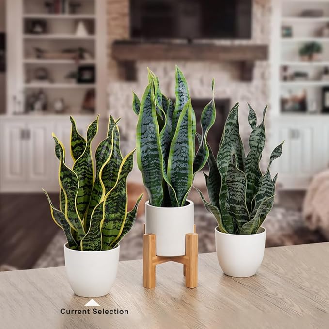 Hollyone Artificial Snake Plant Potted Faux Sansevieria Trifasciata Plants, 16.5" Tropical Fake Snake Plants in White Pots for Home Office Room Indoor Decor Housewarming Gifts