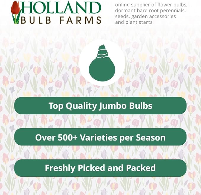 Bold Look Bearded Iris Flower Bulb - Attracts Butterflies and Hummingbirds - Deer Resistant - Good as Cut Flowers - Naturalizing - Perennializing - Easy to Grow Live Plants - Outdoor Garden